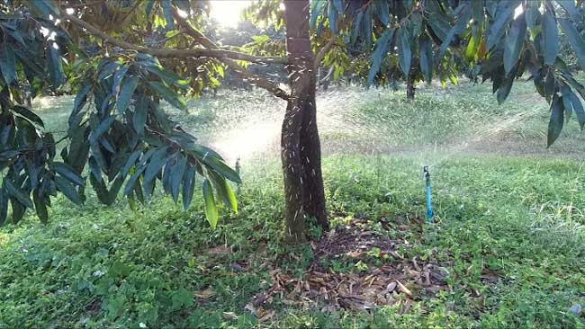 หัวปล่อยน้ำแบบมินิสปริงเกอร์ที่ใช้ในสวนมังคุด